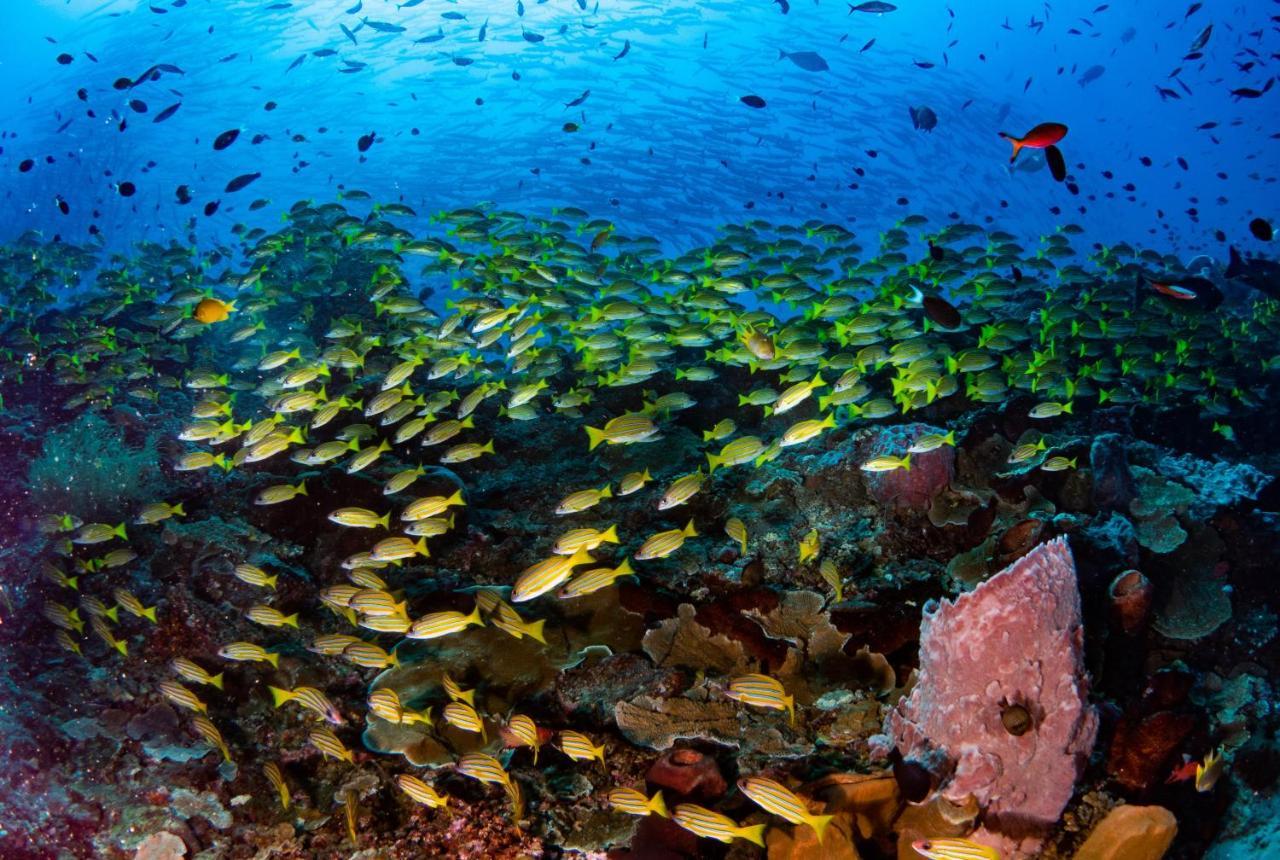 Sanctum Una Una Eco Dive Resort Pulau Unauna Zewnętrze zdjęcie