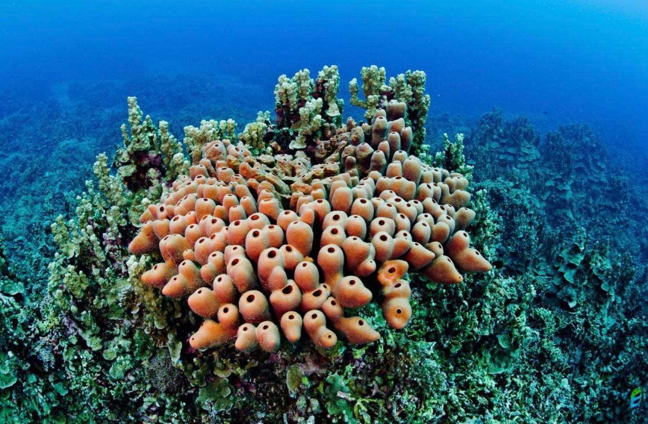 Sanctum Una Una Eco Dive Resort Pulau Unauna Zewnętrze zdjęcie